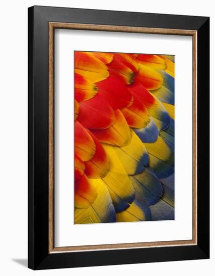 Scarlet Macaw Wing Covert Feathers-Darrell Gulin-Framed Photographic Print