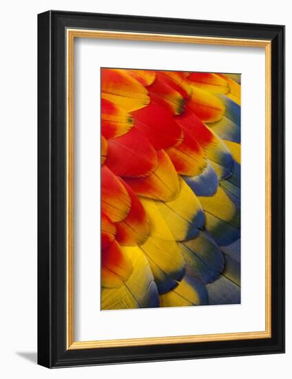 Scarlet Macaw Wing Covert Feathers-Darrell Gulin-Framed Photographic Print