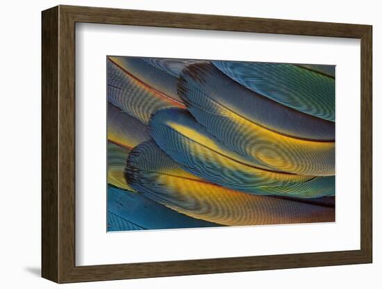 Scarlet Macaw Wing Feathers Fan Design-Darrell Gulin-Framed Photographic Print