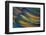 Scarlet Macaw Wing Feathers Fan Design-Darrell Gulin-Framed Photographic Print