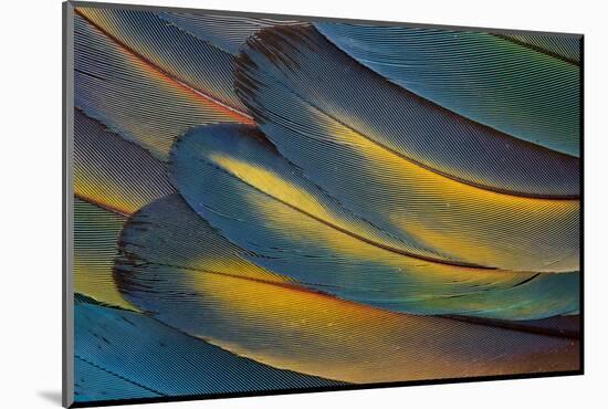 Scarlet Macaw Wing Feathers Fan Design-Darrell Gulin-Mounted Photographic Print
