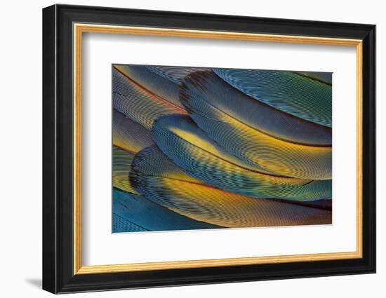 Scarlet Macaw Wing Feathers Fan Design-Darrell Gulin-Framed Photographic Print