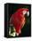 Scarlet Macaw-Niall Benvie-Framed Premier Image Canvas