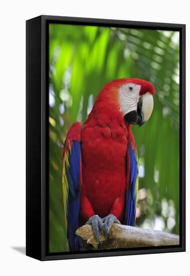 Scarlet Macaw-null-Framed Premier Image Canvas