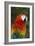 Scarlet Macaw-Tony Camacho-Framed Photographic Print