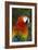 Scarlet Macaw-Tony Camacho-Framed Photographic Print