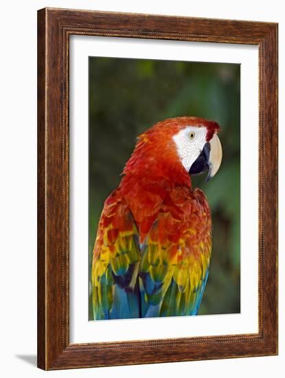 Scarlet Macaw-Tony Camacho-Framed Photographic Print