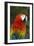 Scarlet Macaw-Tony Camacho-Framed Photographic Print