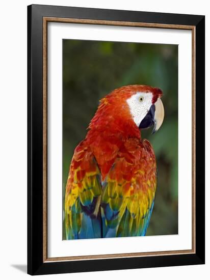 Scarlet Macaw-Tony Camacho-Framed Photographic Print