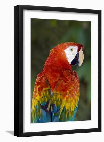 Scarlet Macaw-Tony Camacho-Framed Photographic Print