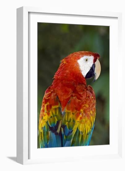 Scarlet Macaw-Tony Camacho-Framed Photographic Print