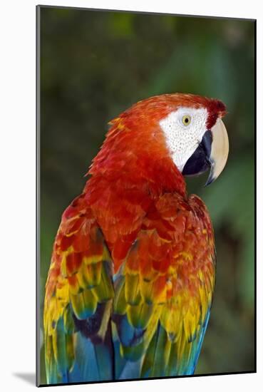 Scarlet Macaw-Tony Camacho-Mounted Photographic Print