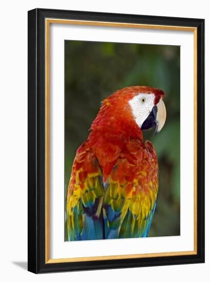 Scarlet Macaw-Tony Camacho-Framed Photographic Print