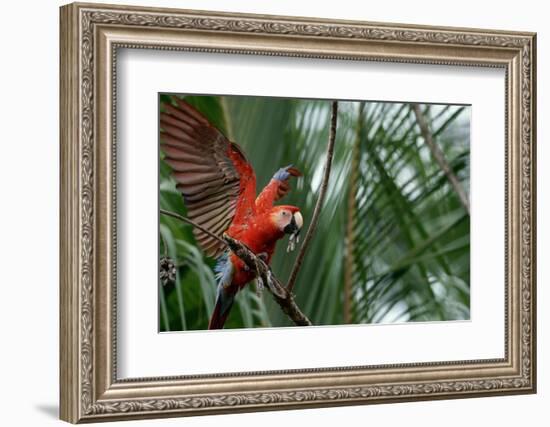 Scarlet Macaw-W. Perry Conway-Framed Photographic Print