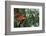 Scarlet Macaw-W. Perry Conway-Framed Photographic Print