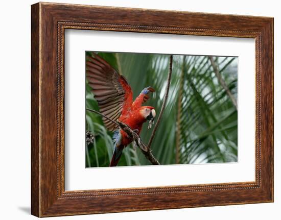 Scarlet Macaw-W. Perry Conway-Framed Photographic Print