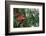 Scarlet Macaw-W. Perry Conway-Framed Photographic Print