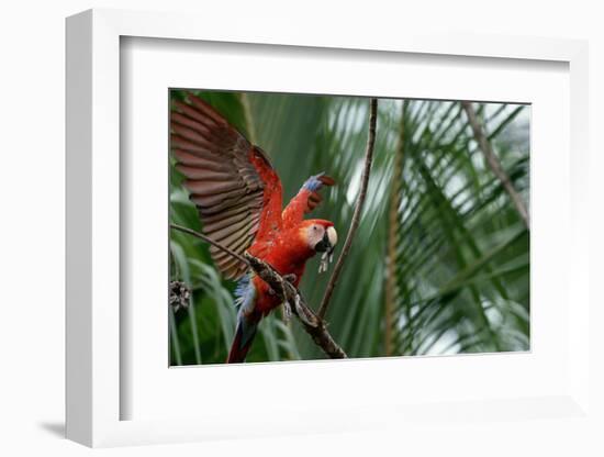 Scarlet Macaw-W. Perry Conway-Framed Photographic Print