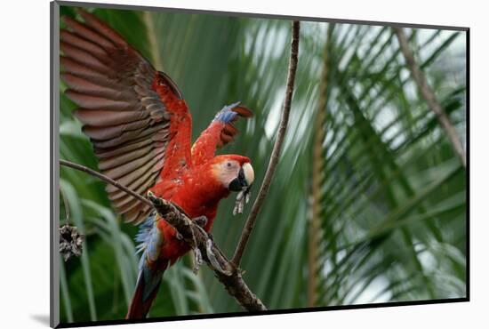 Scarlet Macaw-W. Perry Conway-Mounted Photographic Print