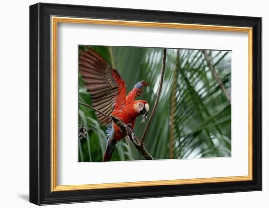 Scarlet Macaw-W. Perry Conway-Framed Photographic Print