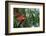 Scarlet Macaw-W. Perry Conway-Framed Photographic Print