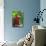Scarlet Macaw-null-Photographic Print displayed on a wall
