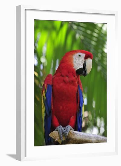 Scarlet Macaw-null-Framed Photographic Print