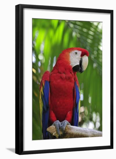 Scarlet Macaw-null-Framed Photographic Print