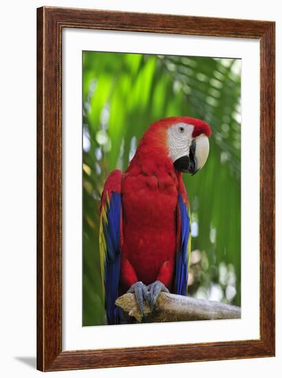 Scarlet Macaw-null-Framed Photographic Print