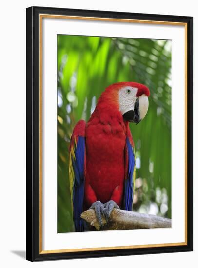 Scarlet Macaw-null-Framed Photographic Print