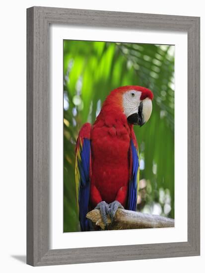 Scarlet Macaw-null-Framed Photographic Print