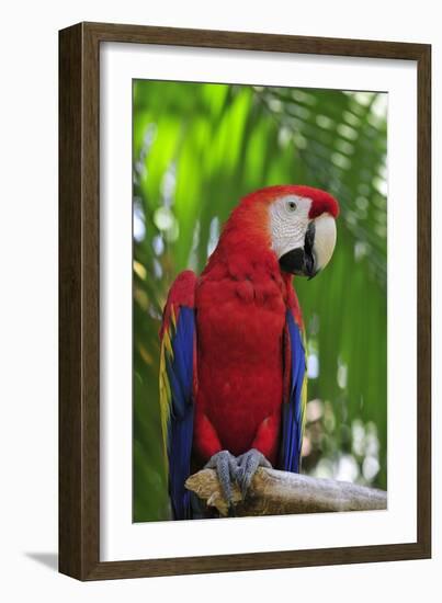 Scarlet Macaw-null-Framed Photographic Print