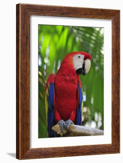 Scarlet Macaw-null-Framed Photographic Print