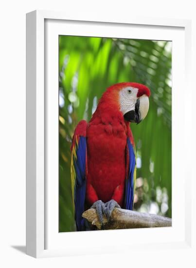 Scarlet Macaw-null-Framed Photographic Print