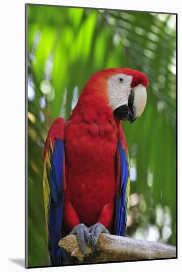 Scarlet Macaw-null-Mounted Photographic Print