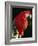 Scarlet Macaw-Niall Benvie-Framed Photographic Print