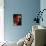 Scarlet Macaw-Niall Benvie-Mounted Photographic Print displayed on a wall