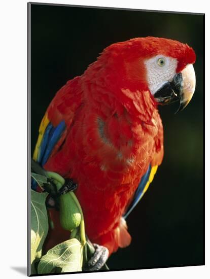 Scarlet Macaw-Niall Benvie-Mounted Photographic Print