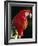 Scarlet Macaw-Niall Benvie-Framed Photographic Print