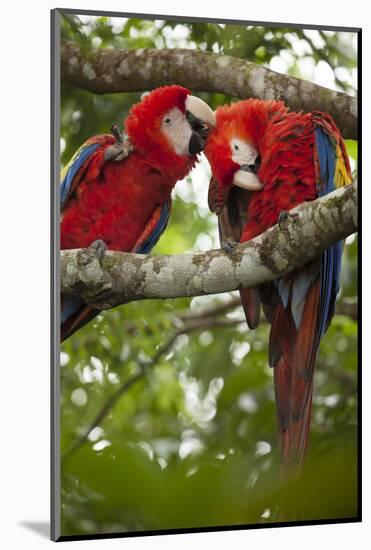 Scarlet macaws (Ara macao) wild Chiapas State, Mexico.-Michele Benoy-Westmorland-Mounted Photographic Print