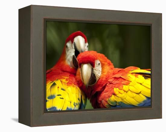 Scarlet Macaws at Zoo Ave Park, Outside San Jose-Paul Souders-Framed Premier Image Canvas