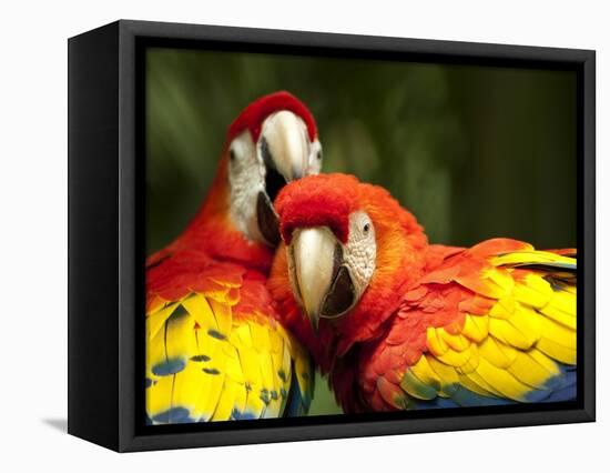 Scarlet Macaws at Zoo Ave Park, Outside San Jose-Paul Souders-Framed Premier Image Canvas