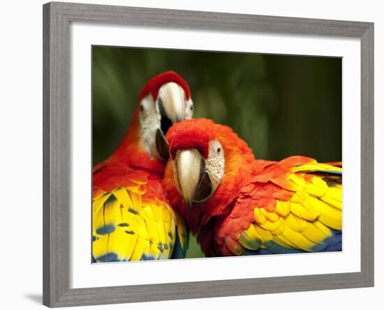 Scarlet Macaws at Zoo Ave Park, Outside San Jose-Paul Souders-Framed Photographic Print