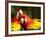 Scarlet Macaws at Zoo Ave Park, Outside San Jose-Paul Souders-Framed Photographic Print