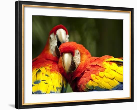 Scarlet Macaws at Zoo Ave Park, Outside San Jose-Paul Souders-Framed Photographic Print