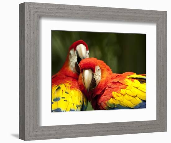 Scarlet Macaws at Zoo Ave Park, Outside San Jose-Paul Souders-Framed Photographic Print