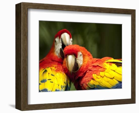 Scarlet Macaws at Zoo Ave Park, Outside San Jose-Paul Souders-Framed Photographic Print