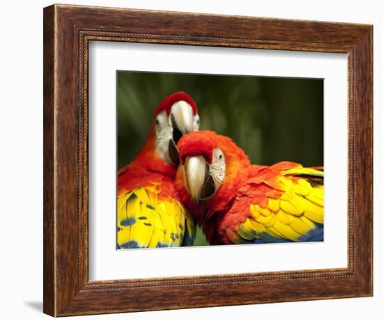 Scarlet Macaws at Zoo Ave Park, Outside San Jose-Paul Souders-Framed Photographic Print