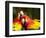 Scarlet Macaws at Zoo Ave Park, Outside San Jose-Paul Souders-Framed Photographic Print