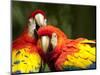 Scarlet Macaws at Zoo Ave Park, Outside San Jose-Paul Souders-Mounted Photographic Print